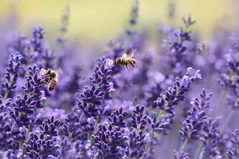Bienen Lavendel